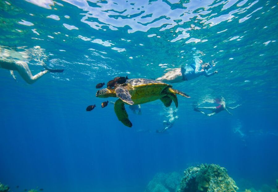 Molokini Crater Snorkel & Whale Watching (Dec 15 – Mar 30) - Leaving Makena Bay with whales on the horizon