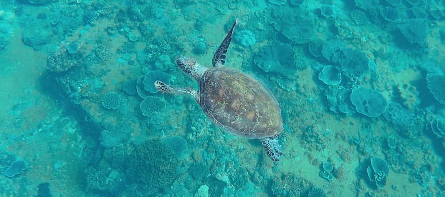Mooloolaba: Snorkel with Turtles Mudjimba Island - Who will enjoy this most?