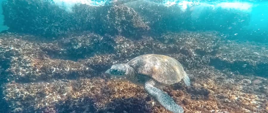 Mooloolaba: Snorkel with Turtles Mudjimba Island - Should you book the Mudjimba Island snorkel?