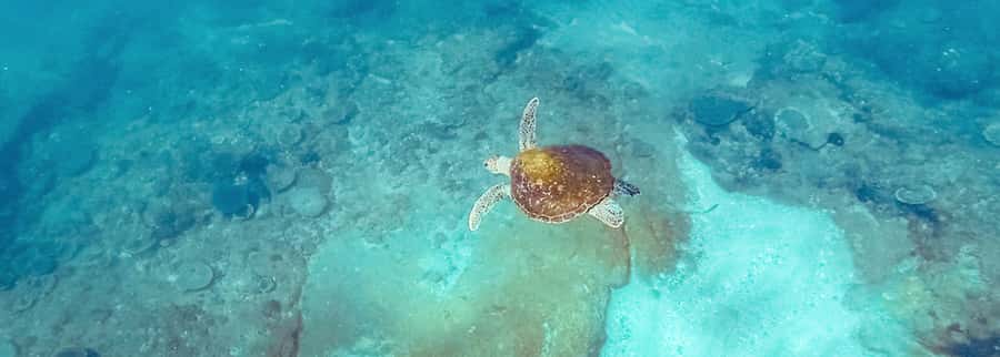 Mooloolaba: Snorkel with Turtles Mudjimba Island - Getting fitted with fins, mask, and wetsuit