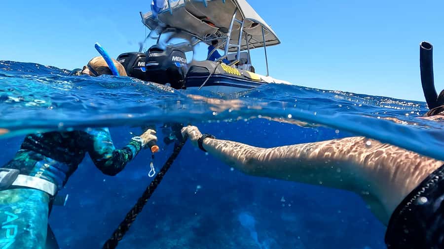 Mooloolaba: Turtle Snorkel & Swim at Mudjimba Island - What makes this Mooloolaba turtle tour worth your time