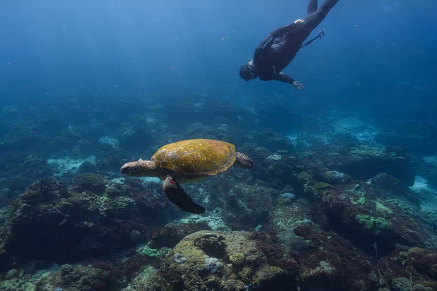 Mooloolaba: Turtle Snorkel & Swim at Mudjimba Island - A close look at Mudjimba Island’s turtles