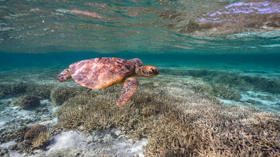 Mooloolaba: Turtle Snorkel & Swim at Mudjimba Island - Two hours at a sheltered island