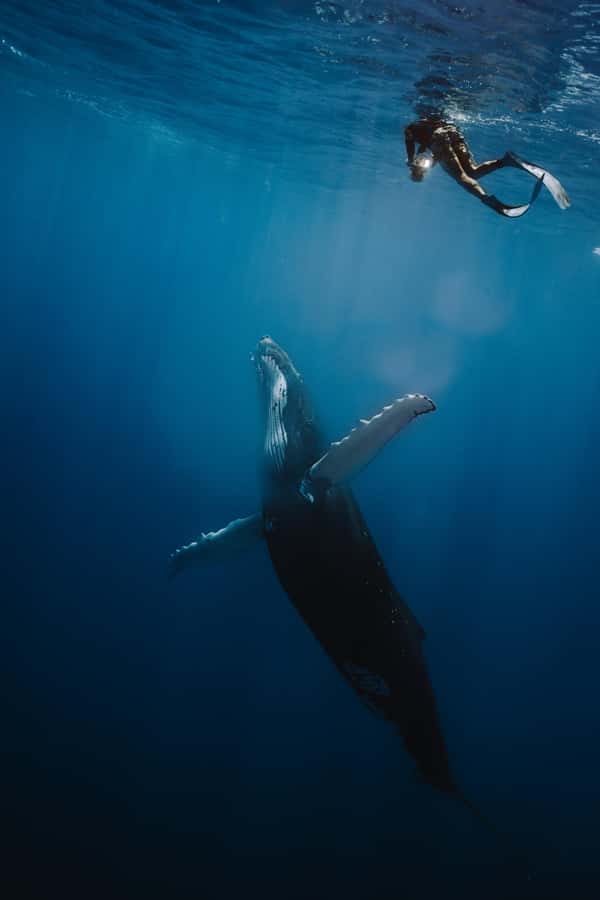 Moorea 4H Shared Boat Tour Whale Swimming and Snorkeling - Key points at a glance