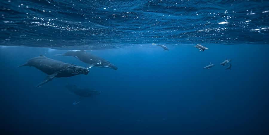 Moorea 4H Shared Boat Tour Whale Swimming and Snorkeling - What this Moorea boat trip is really about