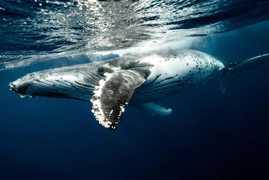Moorea 4H Shared Boat Tour Whale Swimming and Snorkeling - The four-hour route, from open water to lagoon life