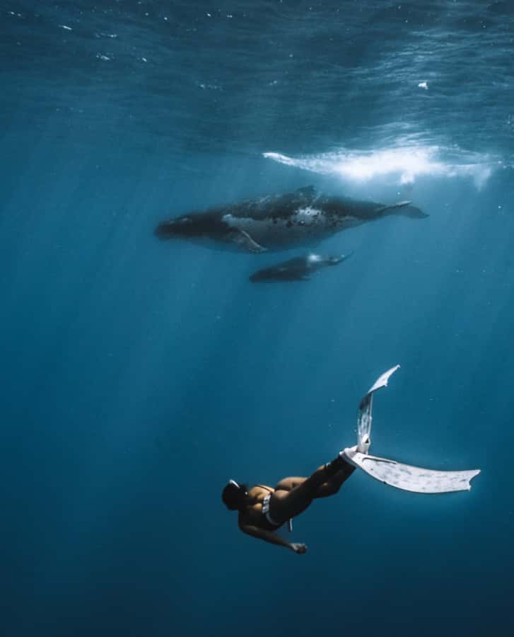 Moorea 4H Shared Boat Tour Whale Swimming and Snorkeling - Meeting humpback whales in the water