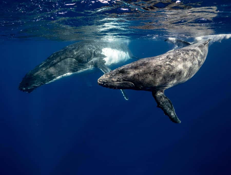 Moorea 4H Shared Boat Tour Whale Swimming and Snorkeling - Guides who keep the day moving