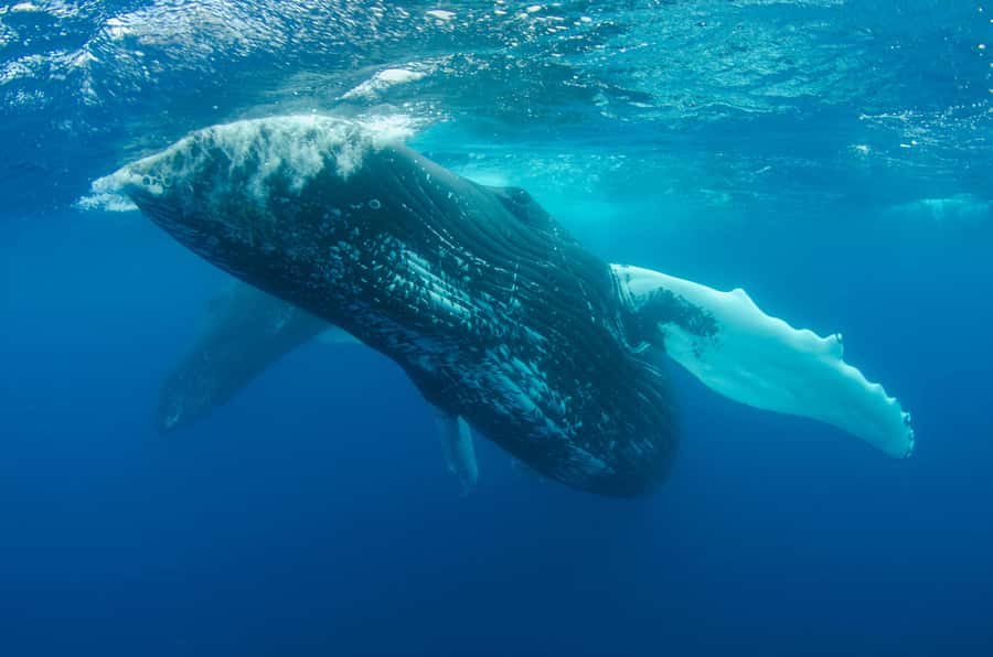 Moorea 4H Shared Boat Tour Whale Swimming and Snorkeling - What is included, and what you still need