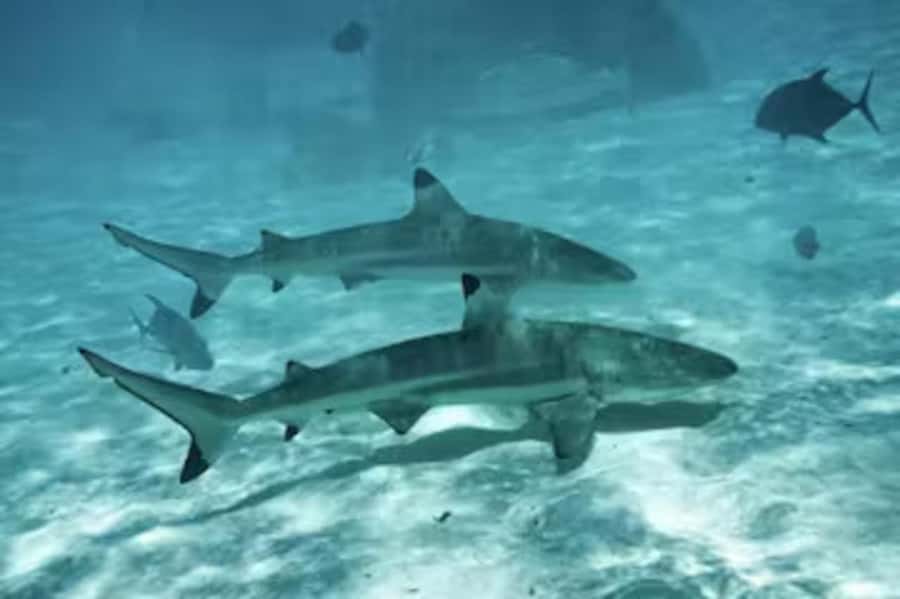 Moorea: Glass Bottom Boat Adventure with Lagoon Wonders - A private motu lunch with real local flavor