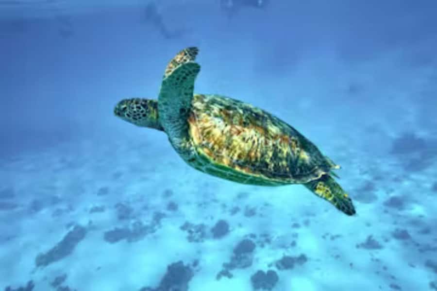 Moorea: Glass Bottom Boat Adventure with Lagoon Wonders - Green turtles at the sanctuary