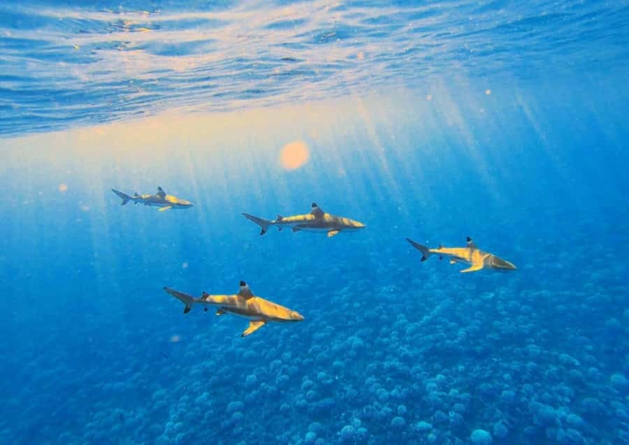 Moorea: Lagoon and Reef Snorkeling Tour with Drinks - Key points about the Moorea snorkeling trip
