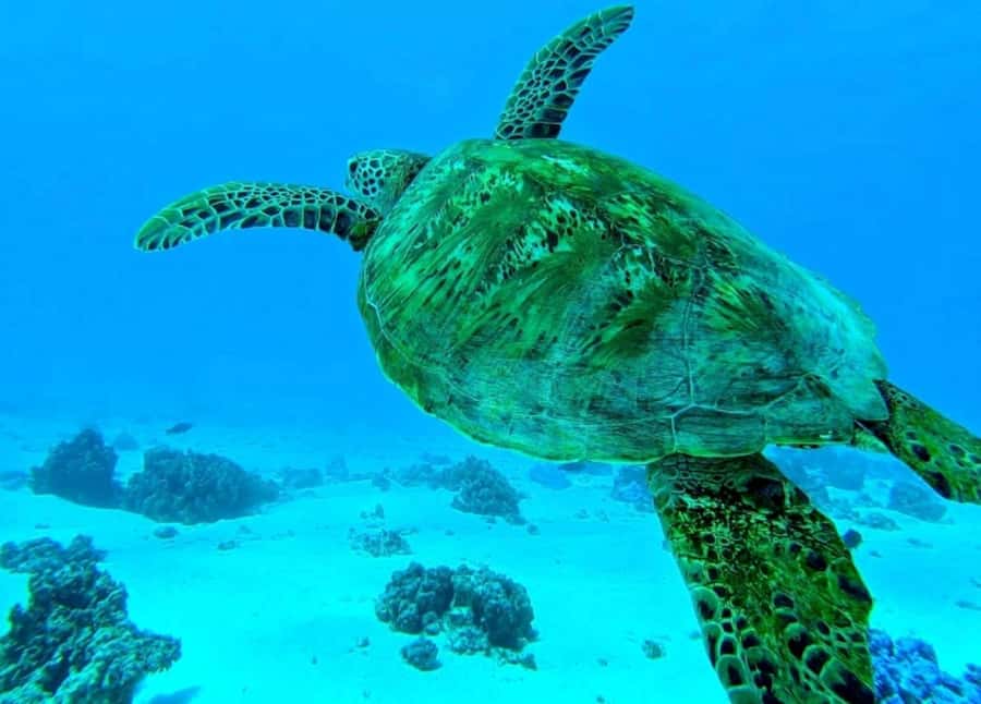 Moorea: Lagoon and Reef Snorkeling Tour with Drinks - Lagoon water, sea turtles, rays, and reef fish