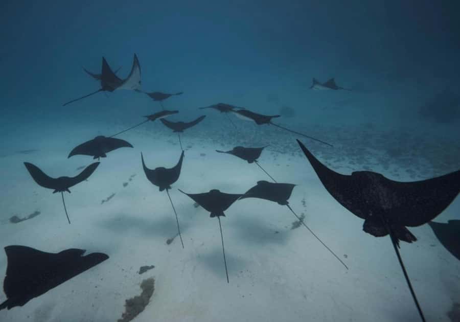 Moorea: Lagoon and Reef Snorkeling Tour with Drinks - Outside the barrier reef for sharks and open water
