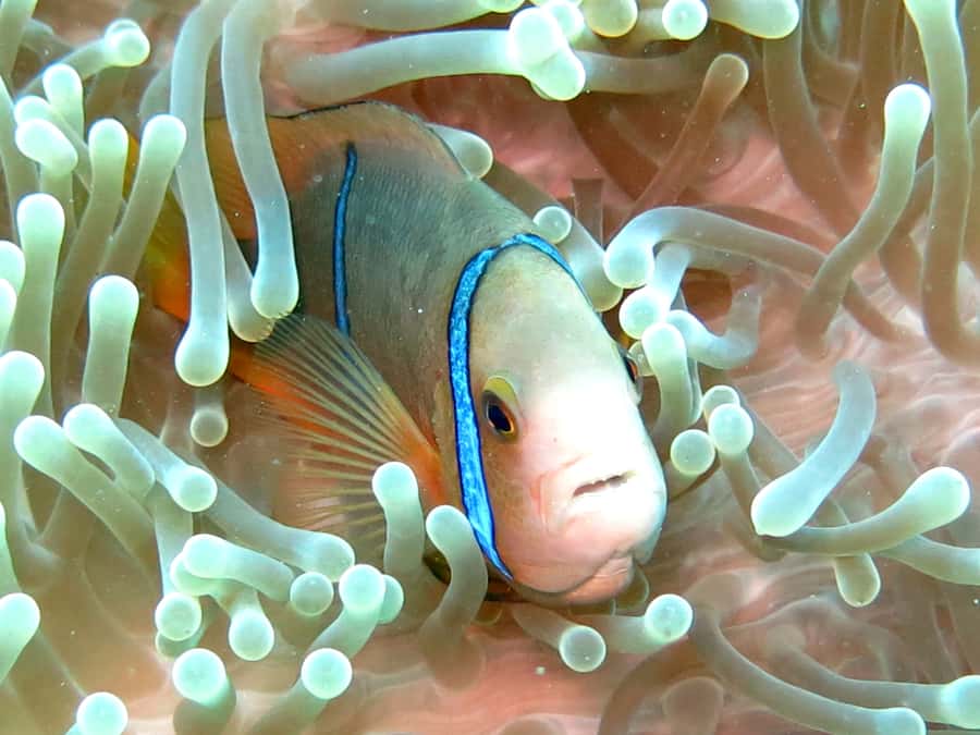 Moorea: Sea Scooter Snorkeling Tour - Stop two: searching for turtles, sharks, and dolphins