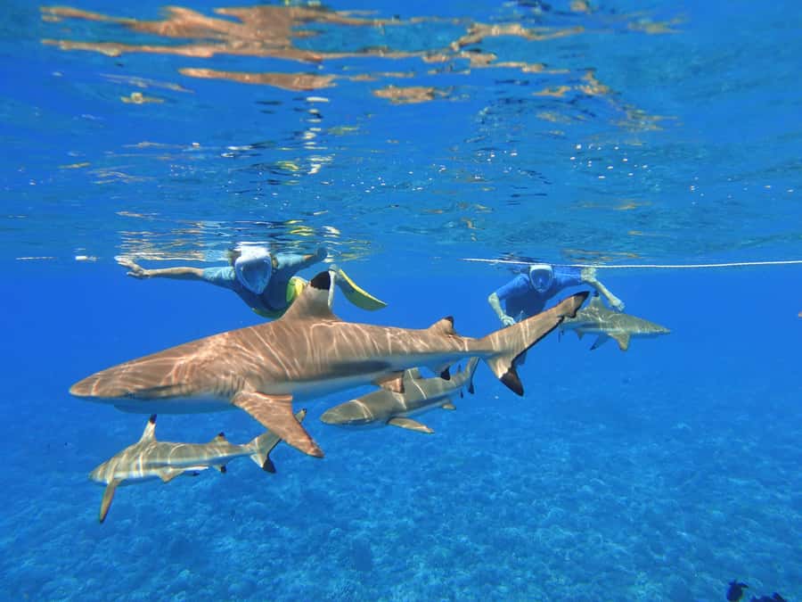 Moorea: Sea Scooter Snorkeling Tour - What the $167 price really buys you