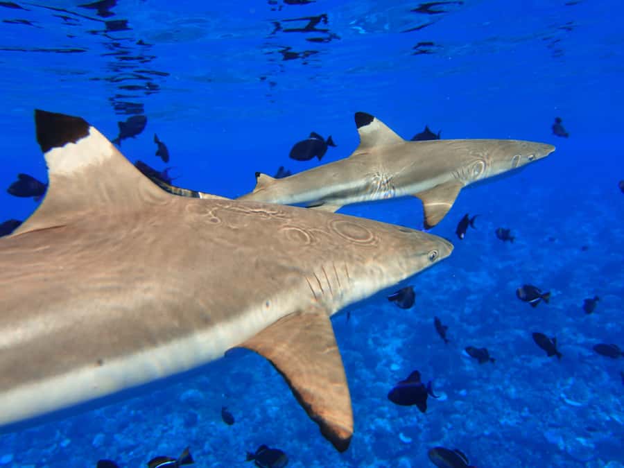 Moorea: Sea Scooter Snorkeling Tour - Group size, comfort, and practical limits