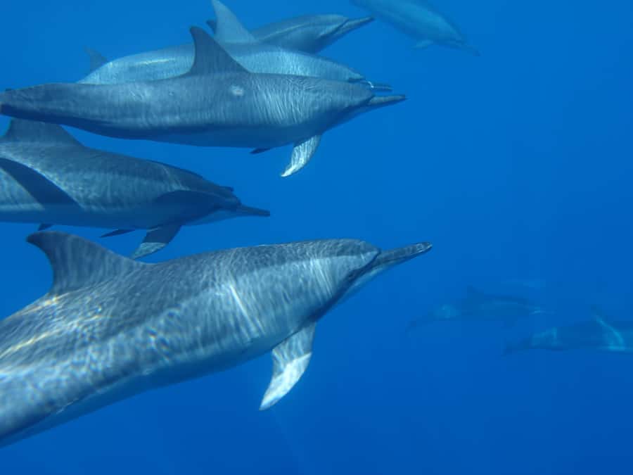 Moorea: Sea Scooter Snorkeling Tour - Who should book this Moorea outing
