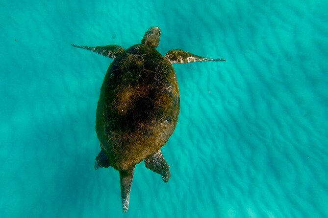 Moreton Island Day Trip (Kayak, Snorkel & Sandboard) frm Brisbane or Gold Coast - Brisbane pickup is the better choice for most people