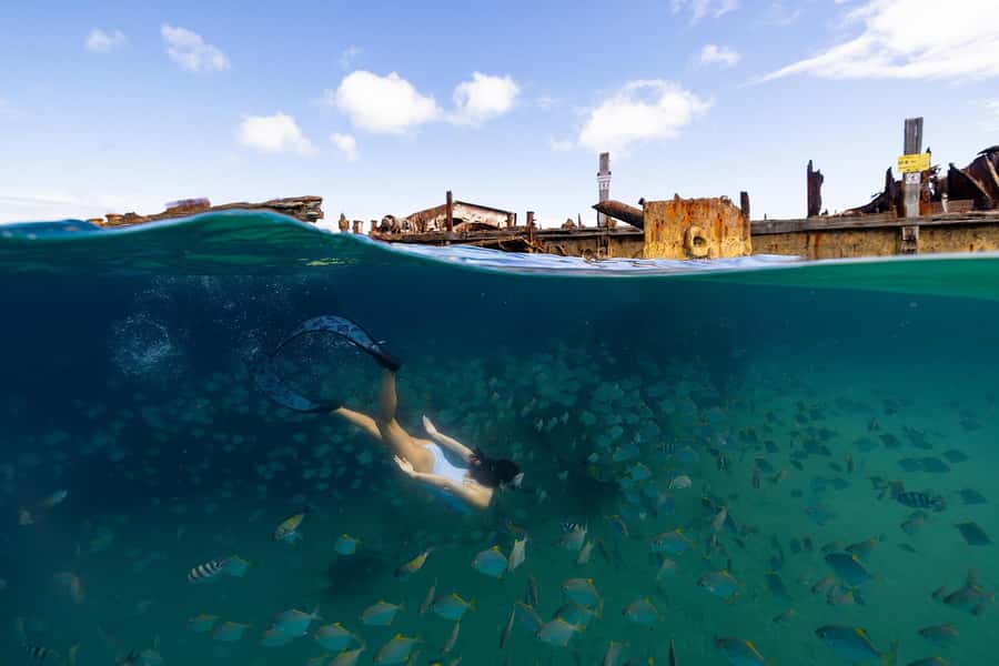 Moreton Island: Dolphin & Tangalooma Wrecks Snorkel Cruise - How the $152 price stacks up