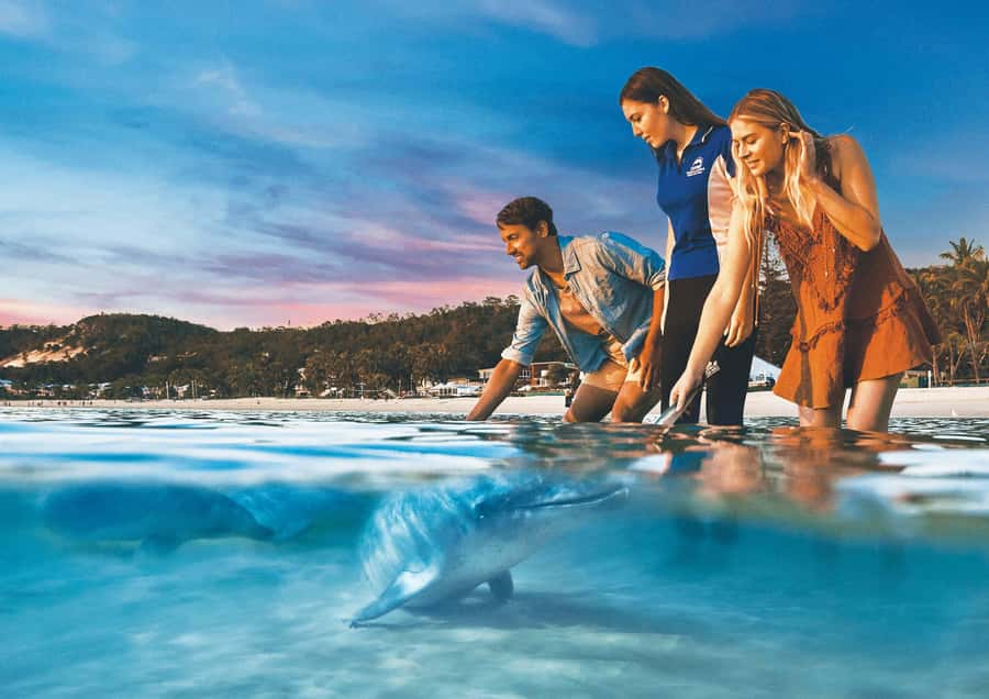 Moreton Island: Tangalooma Snorkeling Tour & Dolphin Feeding - Lunch, pools, and your island base