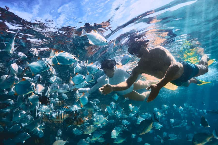 Moreton Island: Tangalooma Snorkeling Tour & Dolphin Feeding - How the evening return affects your day