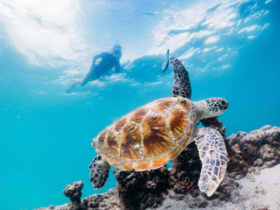 Moreton Island: Tangalooma Snorkelling with Dolphin Viewing - Pool time, beach walks, and the value of a day pass
