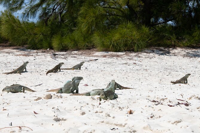 Morning Half Day Cruise from Providenciales with Snorkeling and Iguana Island - Boarding at Alexandra Resort and cruising Grace Bay