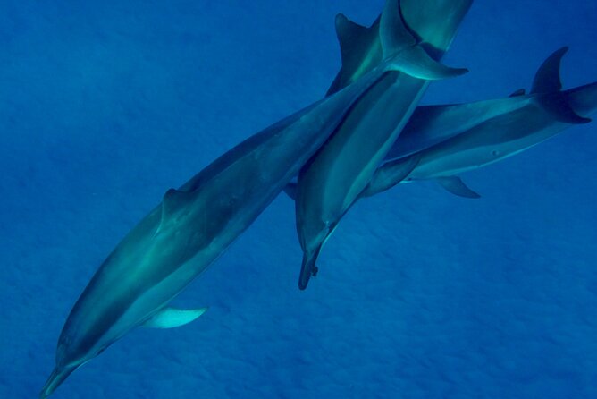 Morning Magic Kayak and Snorkel Adventure in Kealakekua Bay - Who will enjoy this tour most?