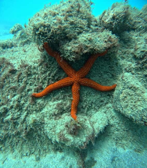 Morro Jable: Snorkeling Adventure - One hour in Morro Jable’s clear bay