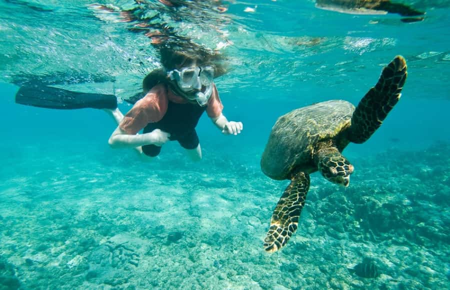 Muscat: 4-Hour Snorkeling Tour with Dolphin watching - A four-hour morning on Muscat’s coast