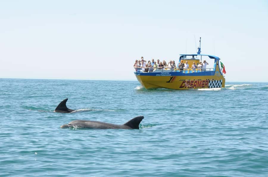 Muscat: 4-Hour Snorkeling Tour with Dolphin watching - Should you book the Muscat snorkeling tour?