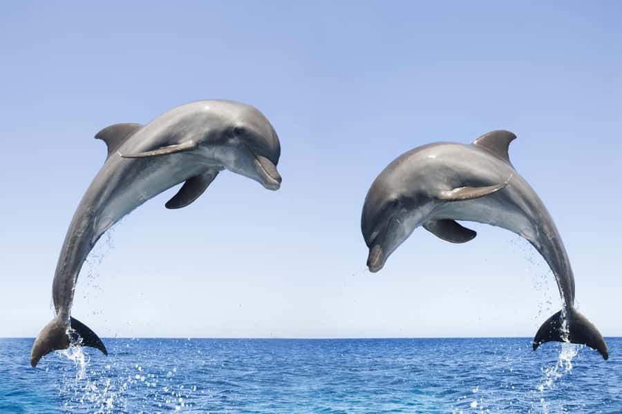 Muscat: 4-Hour Snorkeling Tour with Dolphin watching - Food, drinks, and what to bring