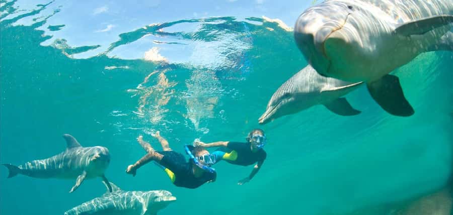 Muscat: 4-Hour Snorkeling Tour with Dolphin watching - Who should book this outing