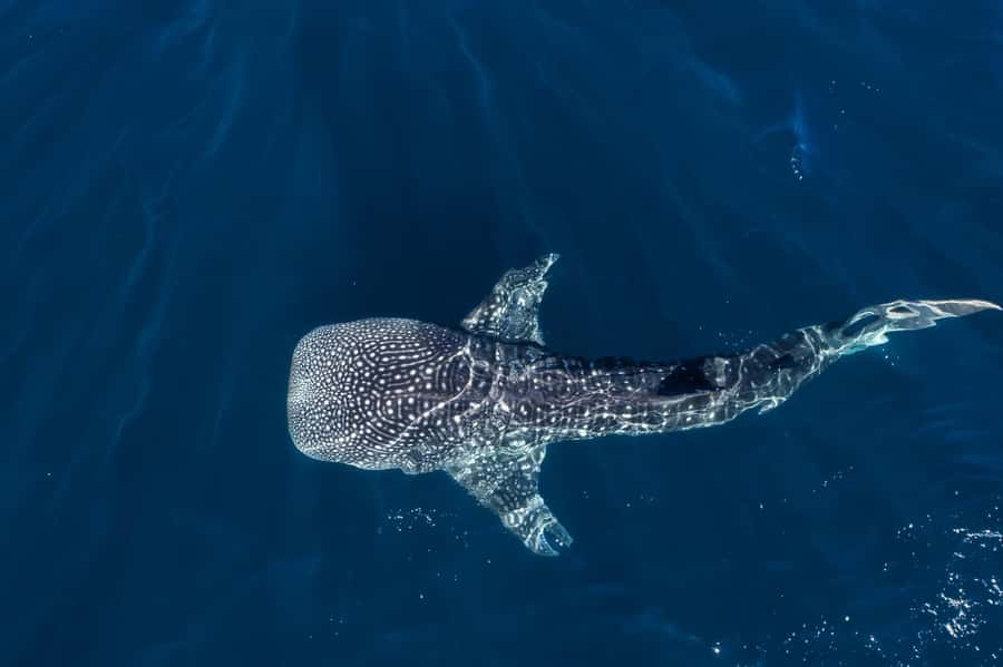 Muscat: Daymaniat Islands Snorkeling Tour with Refreshments - Reaching the Daymaniyat Islands from Seeb Port