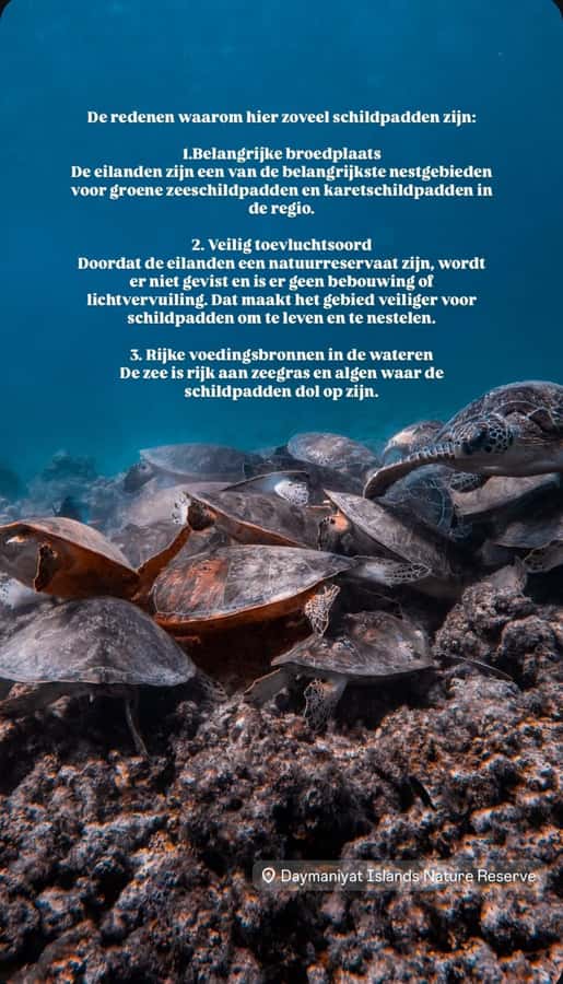 Muscat: Daymaniat Islands Snorkeling Tour with Refreshments - The first snorkeling stop, usually the turtle encounter