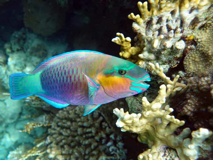 Muscat: Daymaniat Islands Snorkeling Tour with Refreshments - Summer whale sharks are possible, not promised
