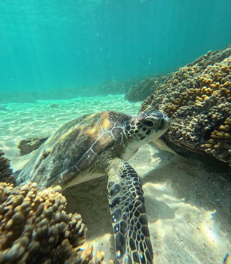 Muscat: Daymaniat Islands Snorkeling Tour with Refreshments - Food and drinks on a small boat