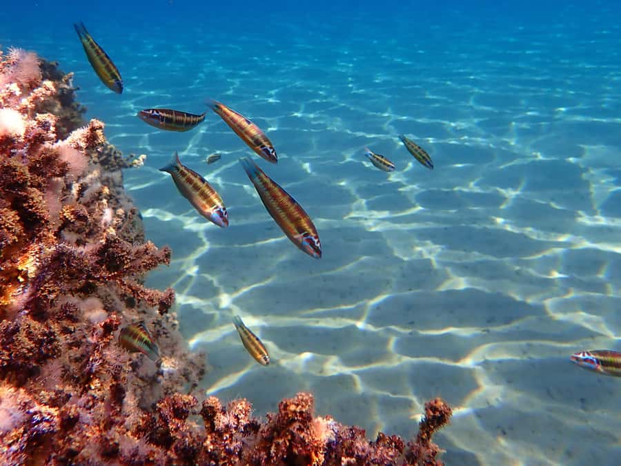 Muscat: Daymaniat Islands Snorkeling Tour with Refreshments - Is $72 good value for four hours?
