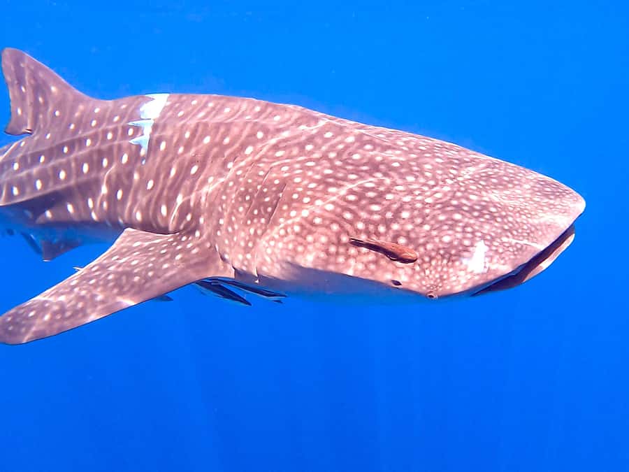 Muscat: Daymaniat Islands Snorkeling Tour with Refreshments - Who should book this snorkeling outing?