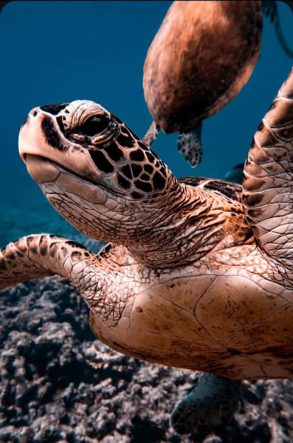 Muscat: Daymaniat Islands Snorkeling Tour with Refreshments - What the protected reserve means for your day