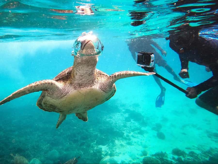 Muscat: Daymaniat Islands Snorkeling Trip with Brunch - Snorkeling with turtles and reef fish