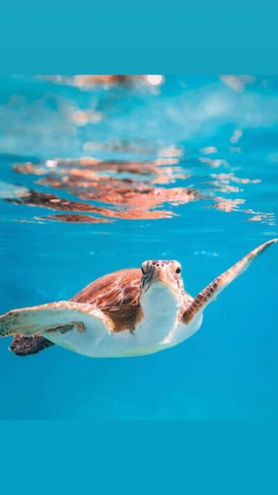 Muscat: Daymaniat Islands Snorkeling Trip with Brunch