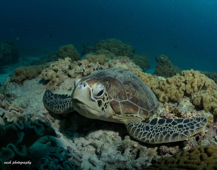 MUSCAT: Daymaniyat Island Snorkeling & Try-Dive + BBQ Lunch - Key points to know before booking