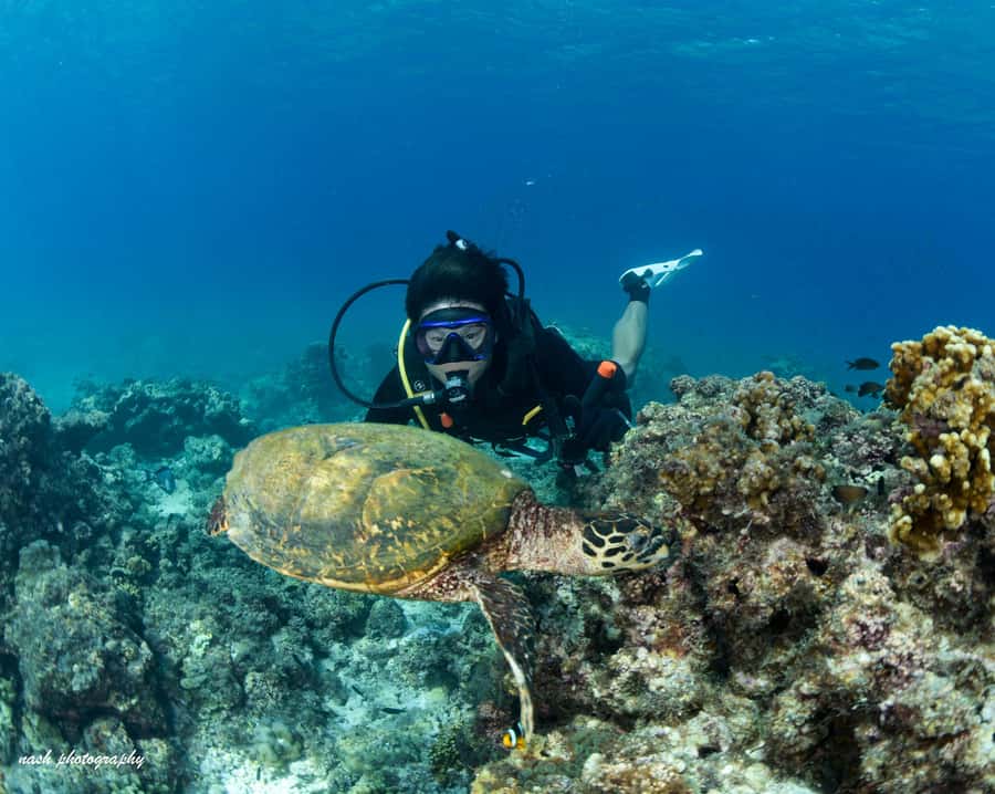MUSCAT: Daymaniyat Island Snorkeling & Try-Dive + BBQ Lunch - What this Daymaniyat Island day is really about