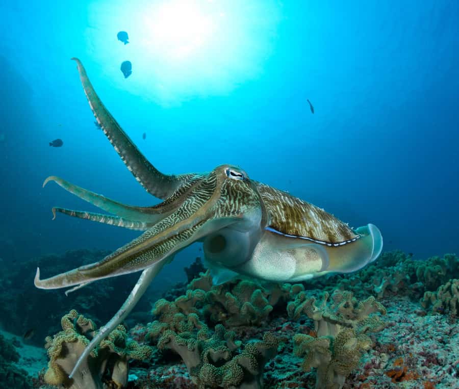 MUSCAT: Daymaniyat Island Snorkeling & Try-Dive + BBQ Lunch - Meeting at Al Mouj Marina before 8:00