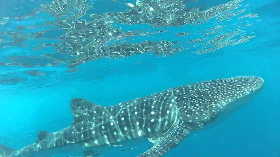 Muscat: Daymaniyat Island Snorkeling with Turtles Tour - What happens at the snorkeling sites
