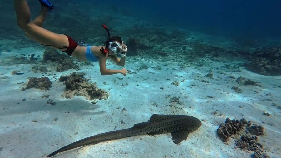 Muscat: Daymaniyat Islands Snorkeling Tour - Key points to know before you book