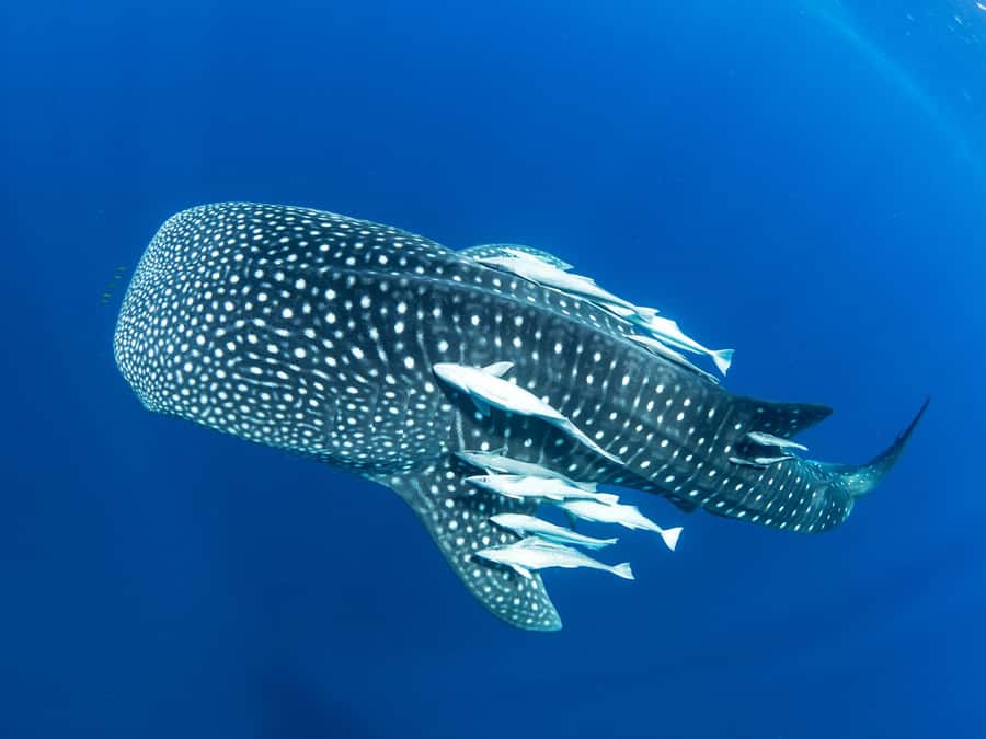Muscat: Daymaniyat Islands Snorkeling Tour - Why the Daymaniyat Islands make a good half-day trip