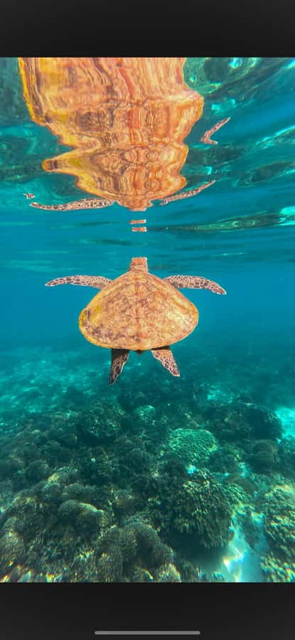 Muscat: Daymaniyat Islands Snorkeling Tour - What happens at the snorkeling stops